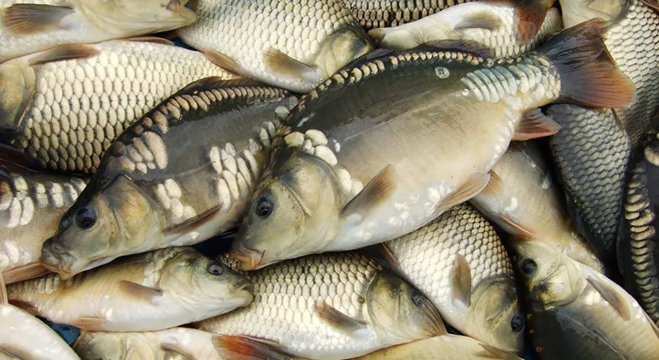 рыба (свежая, охлаждённая) в Калуге