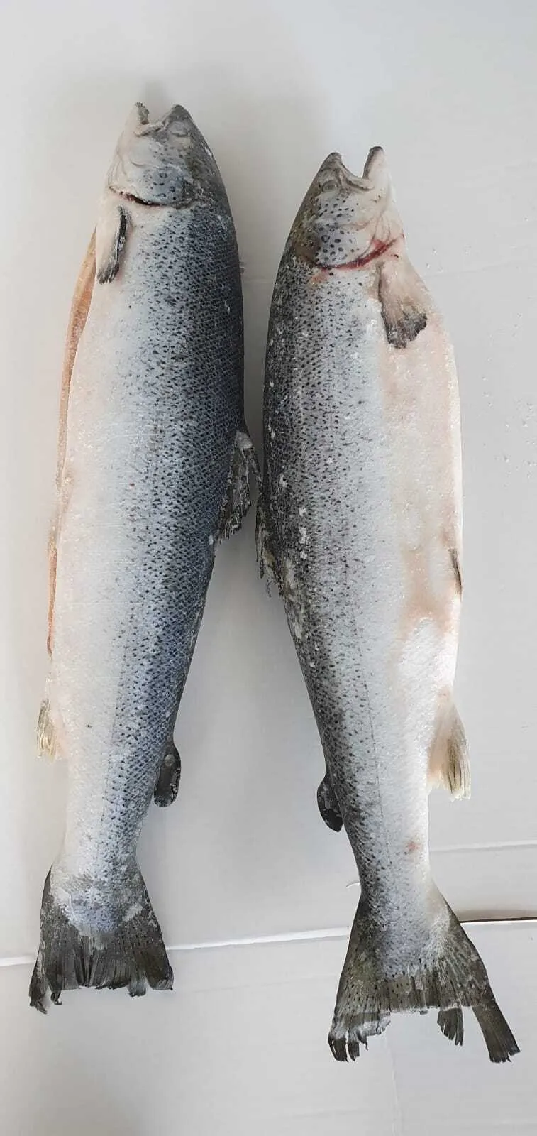 лосось чили prem c/м в Калуге и Калужской области